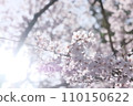 Cherry Blossoms	 110150622