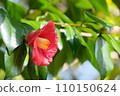 Camellia 110150624