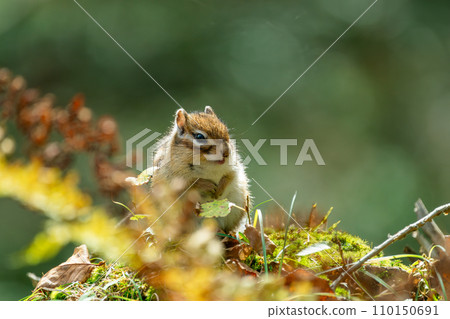 Ezo chipmunk standing among the autumn leaves 110150691