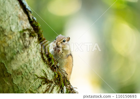 Ezo chipmunk that appeared on the tree trunk 110150693