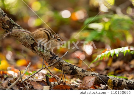 A chipmunk with bulging cheek pouches standing on a tree branch in late autumn A chipmunk with bulging cheek pouches standing on a tree branch in late autumn 110150695