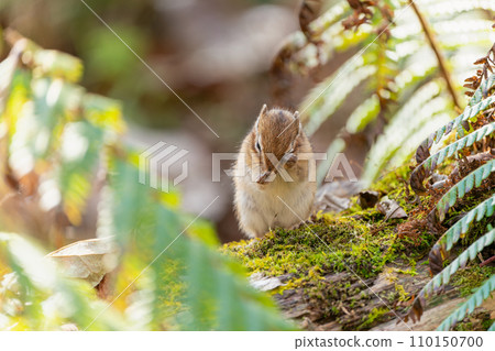 Ezo chipmunk cleaning dust from its eyes on a fallen moss-covered tree 110150700