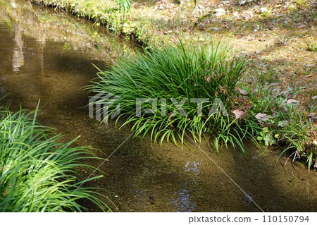 "Skisho" prefers to grow in wetlands such as along mountain streams and waterways. "Skisho" prefers to grow in wetlands such as along mountain streams and waterways. 110150794