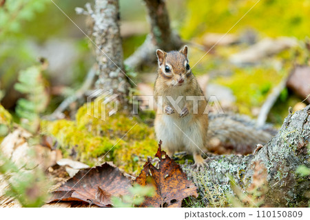 站立在長滿青苔的樹上的蝦夷花栗鼠 站立在長滿青苔的樹上的蝦夷花栗鼠 110150809