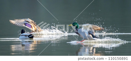 Tension watering scene of a couple of mallards 110150891