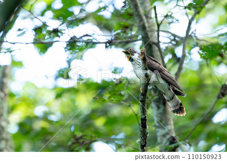 A young Juichi bird perching on a tree branch 110150923
