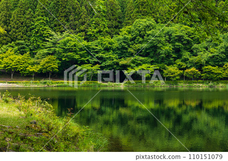 Spring in Annaka City, Gunma Prefecture, Abt Road with fresh greenery, Lake Usui 110151079