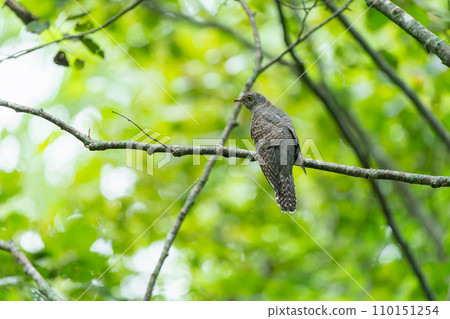 一隻鳥棲息在樹枝上 110151254