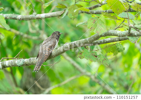 一隻鳥棲息在樹枝上 一隻鳥棲息在樹枝上 110151257
