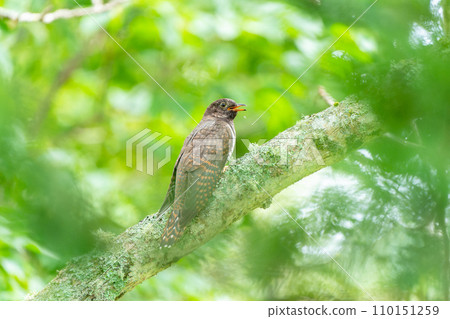 一隻啄木鳥棲息在樹枝上 110151259