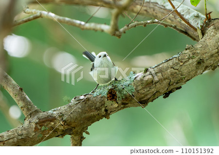 Shimaneenaga sticks to branches 110151392