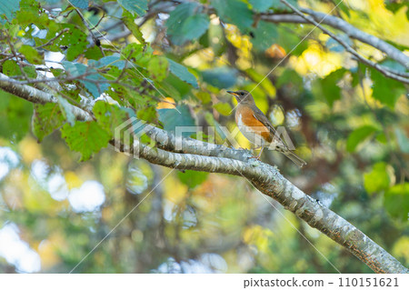 Red-bellied bell perched on a tree branch Red-bellied bell perched on a tree branch 110151621