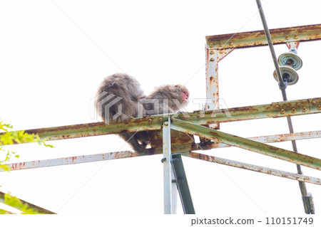 Annaka City, Gunma Prefecture, Apt Road, wild Japanese macaques 110151749
