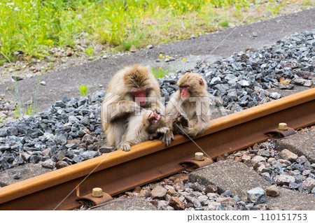 Annaka City, Gunma Prefecture, Apt Road, wild Japanese macaque parent and child 110151753