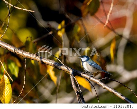 Great tit perched on a tree branch 110152013