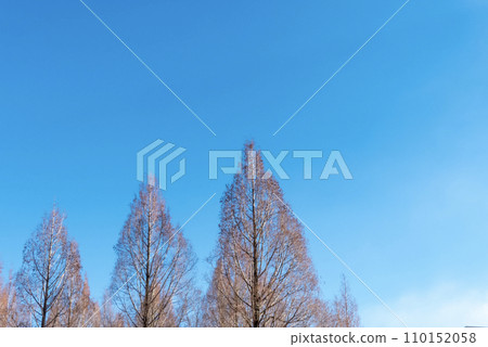 由死樹和樹枝在清澈的冬日藍天襯托下形成的景觀 由死樹和樹枝在清澈的冬日藍天襯托下形成的景觀 110152058