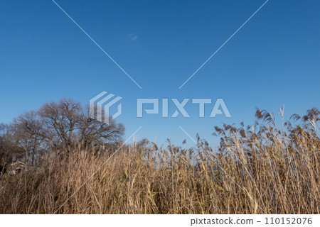 A landscape created by dead trees and tree branches against a clear winter blue sky A landscape created by dead trees and tree branches against a clear winter blue sky 110152076