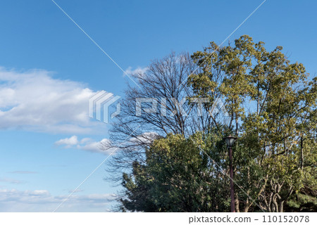 A landscape created by dead trees and tree branches against a clear winter blue sky A landscape created by dead trees and tree branches against a clear winter blue sky 110152078