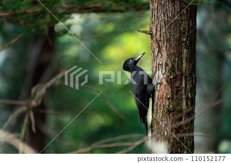 Female black woodpecker perched on a tree in a dark forest 110152177