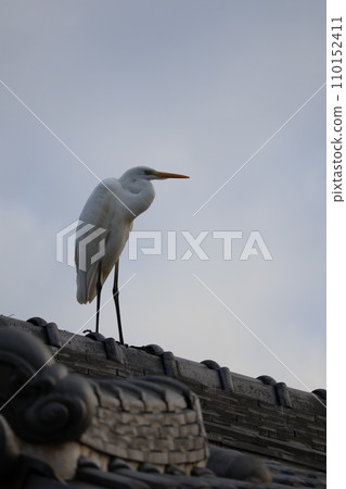 A heron looking down from the roof A heron looking down from the roof 110152411