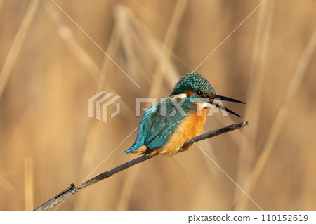 Kingfisher aiming for prey 110152619