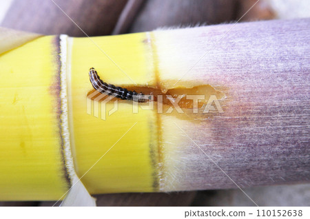 一種罕見的黏蟲，會吃竹筍。始真代 110152638