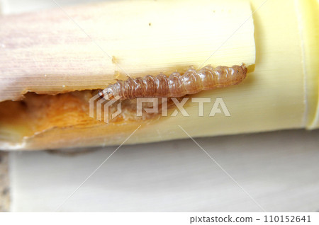 A rare armyworm that devours bamboo shoots. Hajimayoto A rare armyworm that devours bamboo shoots. Hajimayoto 110152641