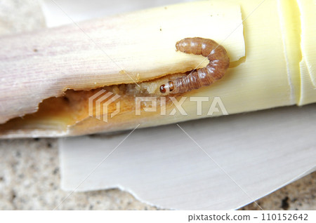 一種罕見的黏蟲，會吃竹筍。始真代 110152642