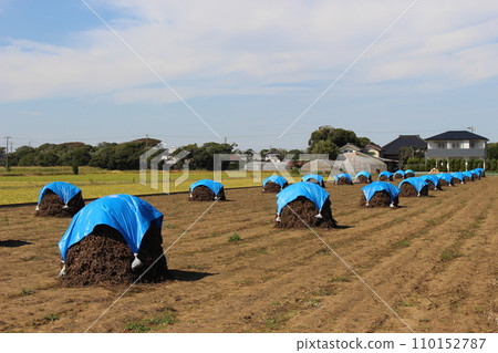 After harvesting peanuts (not a straw but a seat alone) 110152787