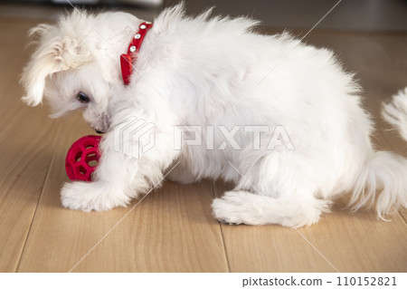 Maltese Maltese 110152821