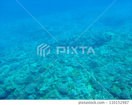 Okinawa Manza Beach 20 Coral 110152987