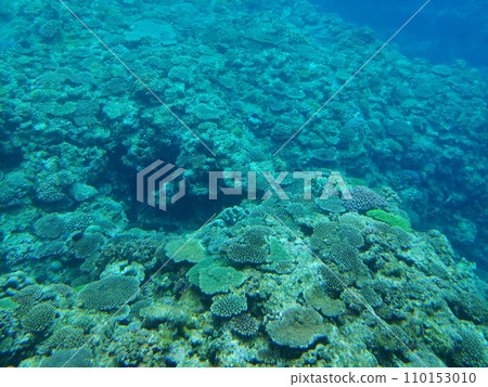 Okinawa Manza Beach 22 Coral 110153010