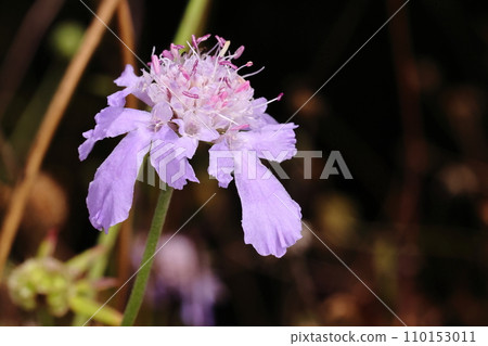 Natural plant, pine lily, a flower that blooms on the plateau in autumn. Flower heads are tubular and five-lobed, with three petals on the outer floret extending long. 110153011