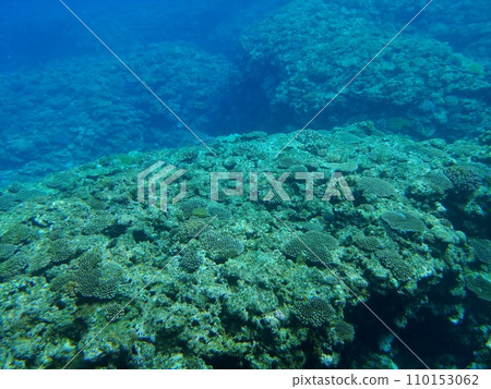 Okinawa Manza Beach 25 Coral 110153062