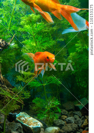 Goldfish swimming in the water. Goldfish in the aquarium. 110153175