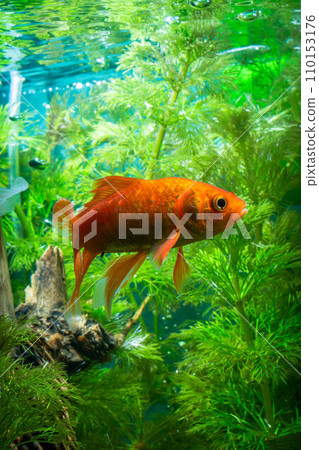 Goldfish swimming in the water. Goldfish in the aquarium. 110153176