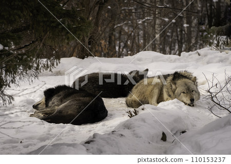 狼在雪地裡睡覺 110153237