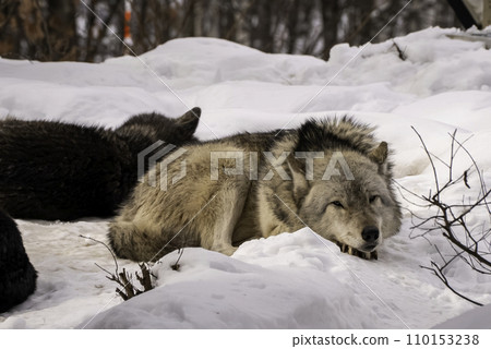 狼在雪地裡睡覺 狼在雪地裡睡覺 110153238