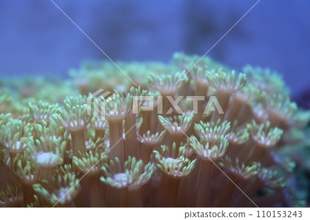 Hanagasasango 110153243