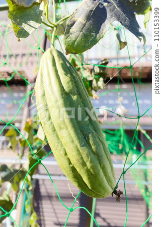 A thick and large loofah growing in my garden 110153399