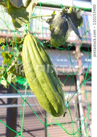 A thick and large loofah growing in my garden A thick and large loofah growing in my garden 110153400