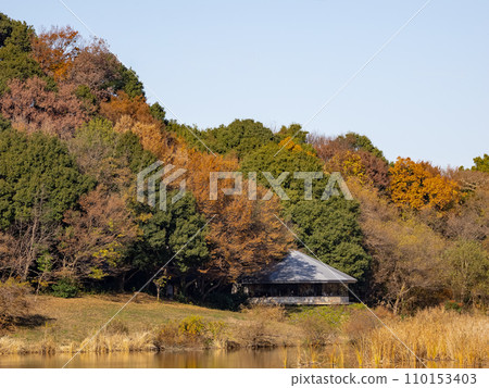 秋天的公園風景：紅葉樹木和池塘（千葉縣松戶市21世紀森林和廣場） 110153403