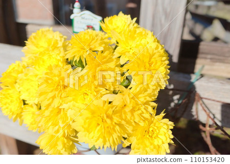 Baby chrysanthemums being cultivated in the wood garden 110153420