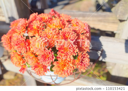 Baby chrysanthemums being cultivated in the wood garden 110153421
