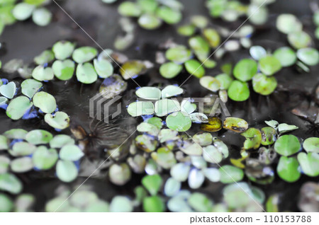 water lettuce ,stemless water plant or duckweed water lettuce ,stemless water plant or duckweed 110153788