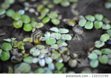 water lettuce ,stemless water plant or duckweed water lettuce ,stemless water plant or duckweed 110153789
