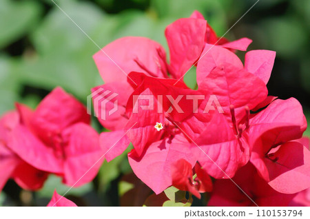 Bougainvillea or paper flower , red paper flower Bougainvillea or paper flower , red paper flower 110153794