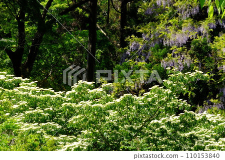 Dogwood and wild wisteria flowers in the thicket [Tsukui, Sagamihara City, April] 110153840