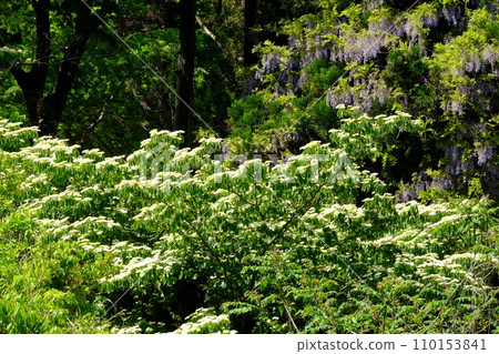 叢林中的山茱萸和野生紫藤花 [相模原市築井市 4 月] 110153841
