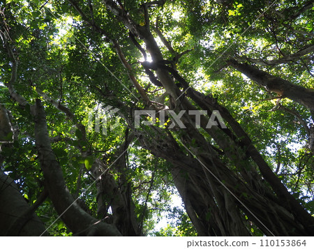 蜈蚣榕/山原國立公園/大石林山（沖繩縣國頭郡國頭村）6 110153864